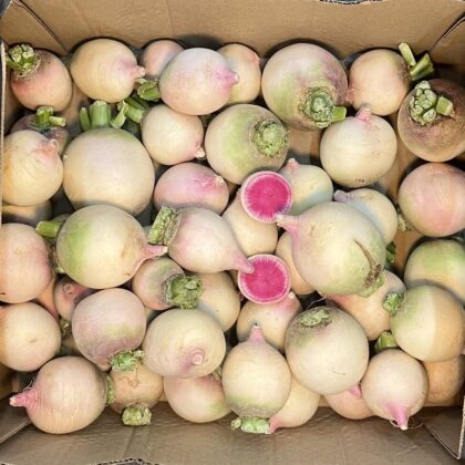Watermelon Radish