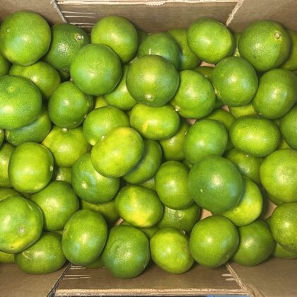 Satsumas Green