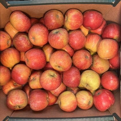 Apples Cox Mole End