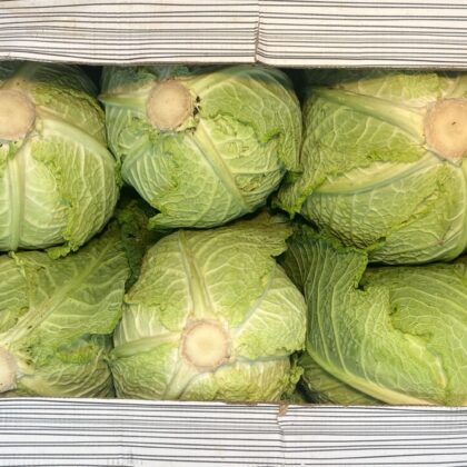Cabbage Savoy