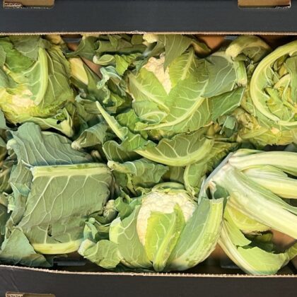 Cauliflower Large