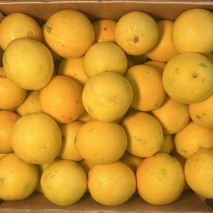 Oranges Small